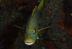 Raja Ampat 2016 - Plectorhinchus Polyteania - Ribbon sweetlips - Gaterin a rubans - IMG_4046_rc